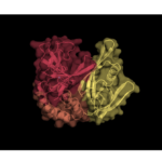 Dundee “cut and sew” process can accelerate drug design