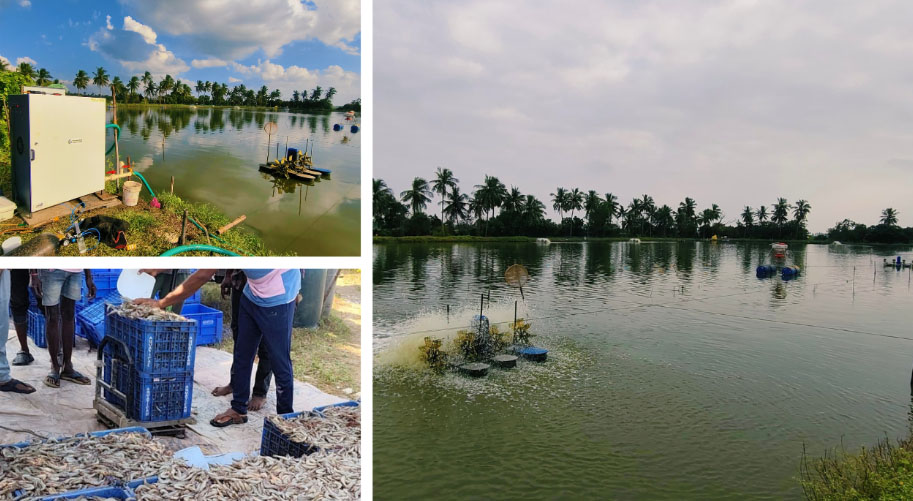 Restoring Water Bodies Sustainably with Prasinos Nanobubble Technology