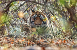 Deepika Negi, BizareXpedition, Wildlife Tourism, tailor-made travel company,